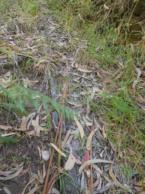 14 August 2017 Levada do Pico do Curral and da Serra de Santo António — On the Levada do Pico do Curral to the bridge — photo 5