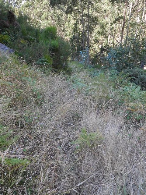 Levada do Pico do Curral — Von der Brücke bis zum Zusammenfluss mit der Levada do Pico do Cardo (2017) — Foto 5
