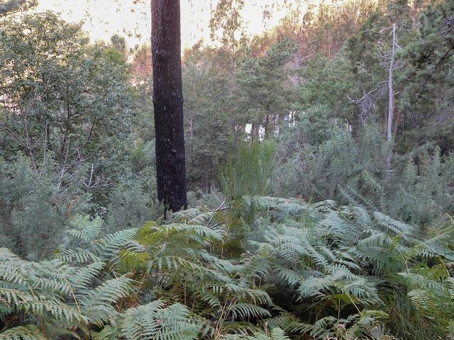14 August 2017 Levada do Pico do Curral and da Serra de Santo António — From Barreira by a trodden path and the piped levada to the stream-control works — photo 4