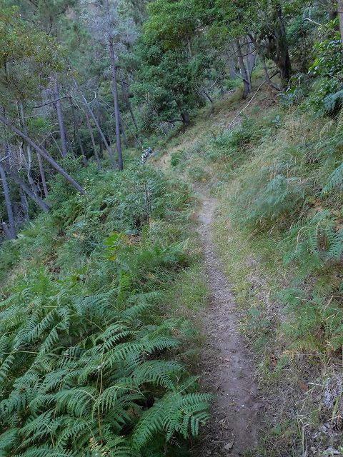 14 August 2017 Levada do Pico do Curral and da Serra de Santo António — From Barreira by a trodden path and the piped levada to the stream-control works — photo 5