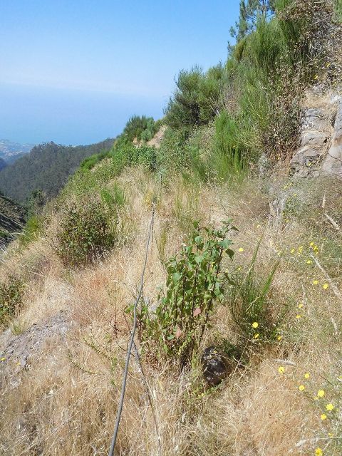 Levada do Pico do Curral — Von der Schotterpiste zu Treppe (2017) — Foto 5