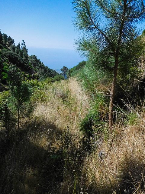 14 August 2017 Levada do Pico do Curral and da Serra de Santo António — To the crossing with the gravel track — photo 6