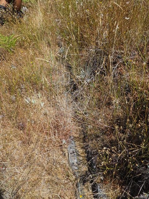 Levada do Pico do Curral — Von der Madre zur Kreuzung mit der Schotterpiste (2017) — Foto 13