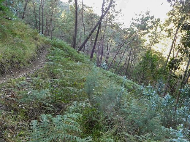 14 August 2017 Levada do Pico do Curral and da Serra de Santo António — From Barreira by a trodden path and the piped levada to the stream-control works — photo 7