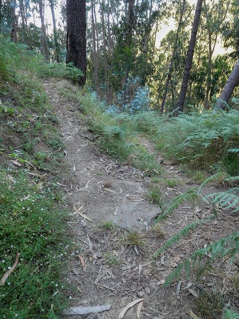 Levada do Pico do Cardo — Verrohrter Abschnitt nach dem Zusammenfluss (2017) — Foto 5
