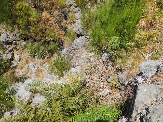 14 August 2017 Levada do Pico do Curral and da Serra de Santo António — Through rough ground along the levada traces to the Madre — photo 16