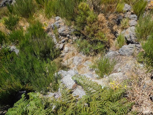 Levada do Pico do Curral — Von der Madre zur Kreuzung mit der Schotterpiste (2017) — Foto 2