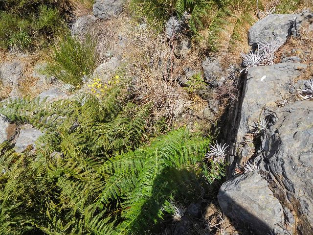 Levada do Pico do Curral — Von der Madre zur Kreuzung mit der Schotterpiste (2017) — Foto 1