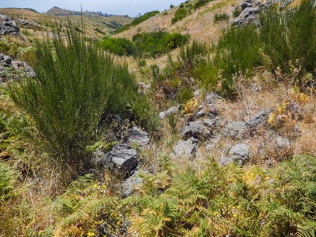 14 August 2017 Levada do Pico do Curral and da Serra de Santo António — Through rough ground along the levada traces to the Madre — photo 19