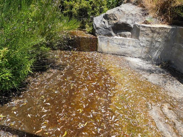 Levada da Negra (e Curral Martinho) — Madre — Foto 2