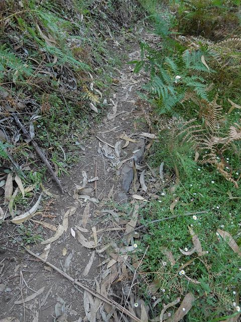 Levada do Pico do Cardo — Verrohrter Abschnitt nach dem Zusammenfluss (2017) — Foto 4
