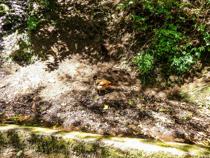 15.05.2019 Wenn ich schon mal hier bin: Levada das Rabacas — Auf der Levada das Rabacas bis zum kurzen Tunnel — Foto 1