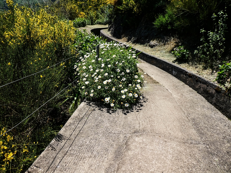 15.05.2019 Wenn ich schon mal hier bin: Levada das Rabacas — Auf der Levada das Rabacas bis zum kurzen Tunnel — Foto 23