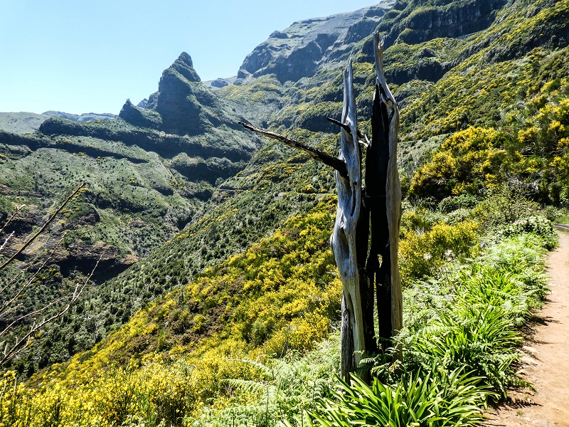 Levada das Rabacas — : Bis zum Zusammenfluss mit der Levada do Norte zum  — photo 5