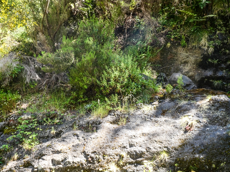 15.05.2019 Wenn ich schon mal hier bin: Levada das Rabacas — Durch den kurzen Tunnel zum langen Tunnel — Foto 13