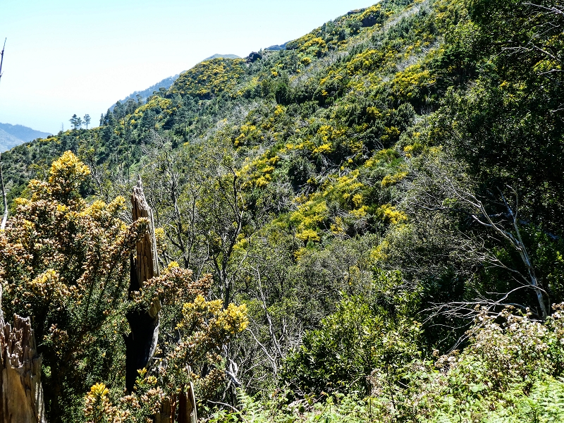 15.05.2019 Wenn ich schon mal hier bin: Levada das Rabacas — Auf der Levada das Rabacas bis zum kurzen Tunnel — Foto 6