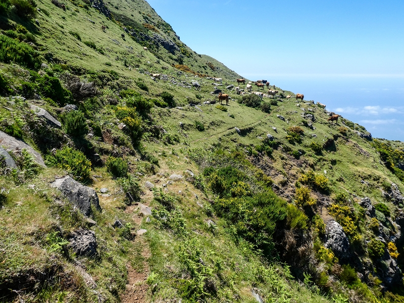 15.05.2019 Endlich mal zum Stonehenge, mit weiteren Levadaerforschungen — Auf dem Weg und der Levadinha zur Levada da Serra — Foto 9