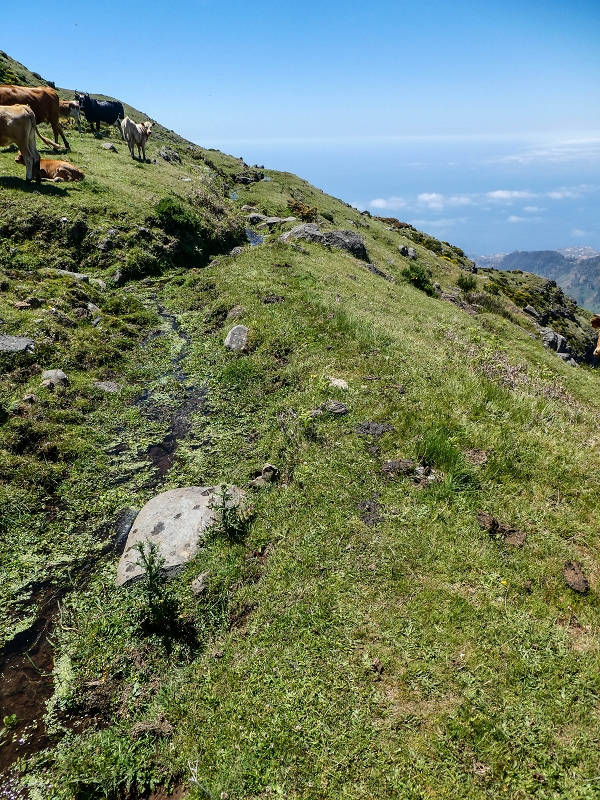 15.05.2019 Endlich mal zum Stonehenge, mit weiteren Levadaerforschungen — Auf dem Weg und der Levadinha zur Levada da Serra — Foto 11