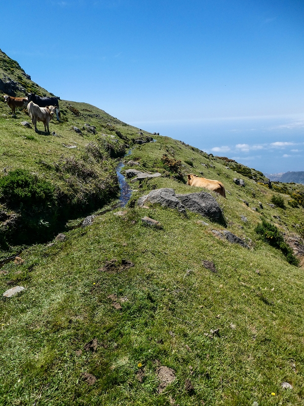 15.05.2019 Endlich mal zum Stonehenge, mit weiteren Levadaerforschungen — Auf dem Weg und der Levadinha zur Levada da Serra — Foto 13
