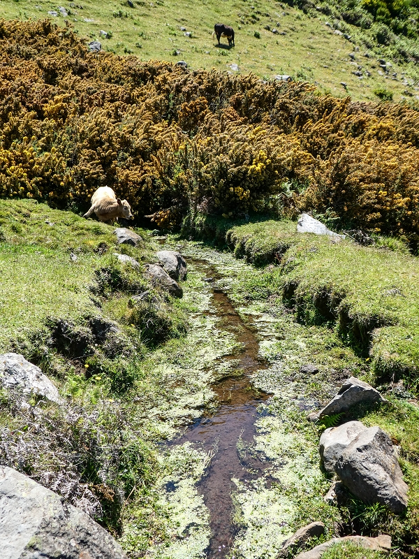 15.05.2019 Endlich mal zum Stonehenge, mit weiteren Levadaerforschungen — Auf dem Weg und der Levadinha zur Levada da Serra — Foto 16