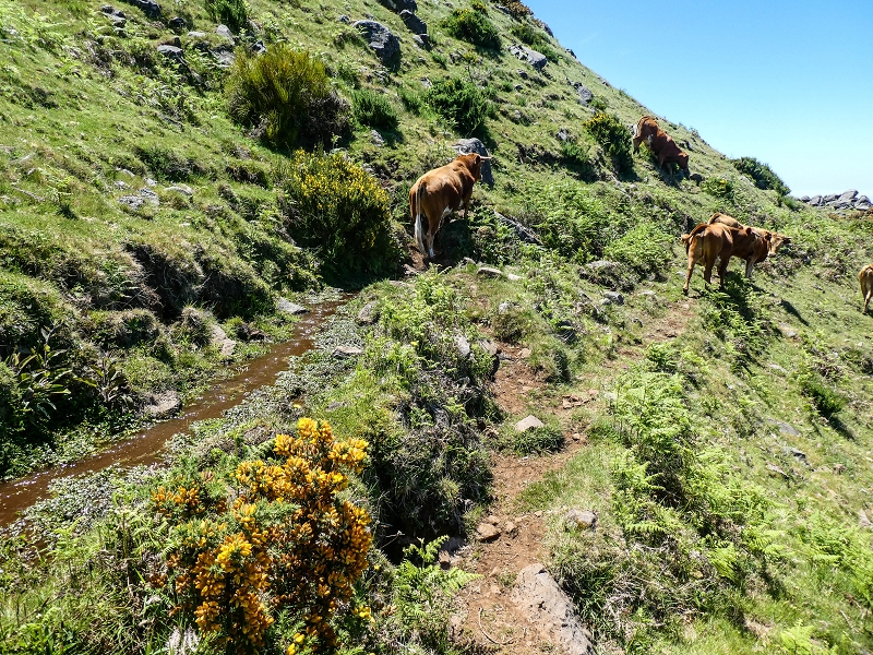15.05.2019 Endlich mal zum Stonehenge, mit weiteren Levadaerforschungen — Auf dem Weg und der Levadinha zur Levada da Serra — Foto 18