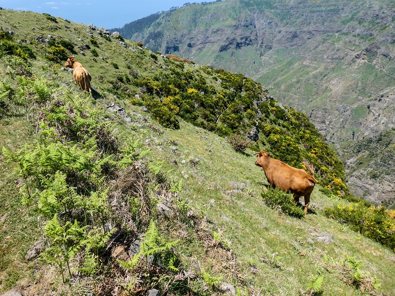 15.05.2019 Endlich mal zum Stonehenge, mit weiteren Levadaerforschungen — Auf dem Weg und der Levadinha zur Levada da Serra — Foto 19