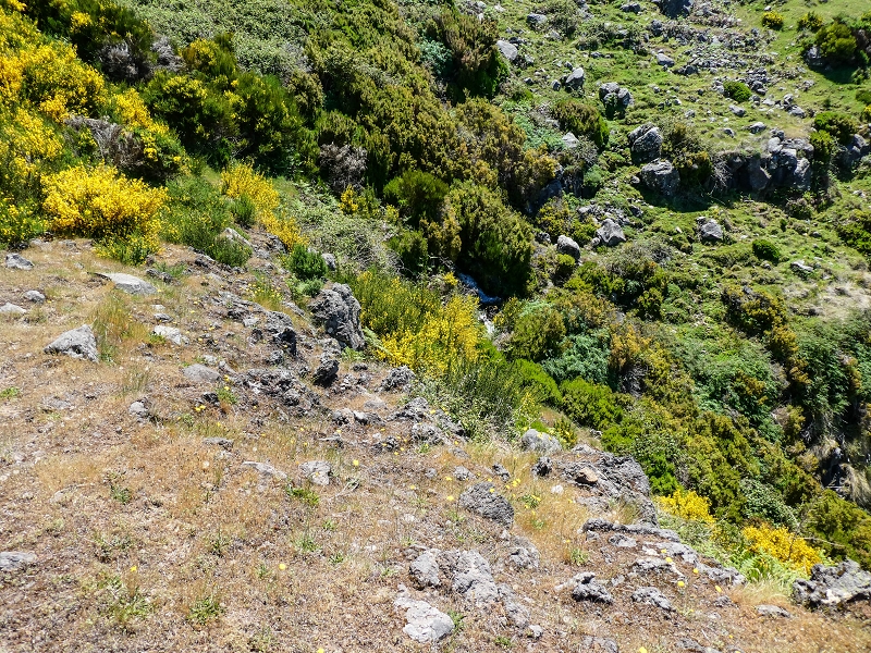 15.05.2019 Endlich mal zum Stonehenge, mit weiteren Levadaerforschungen — Weiterverlauf der Levada da Serra im Ginster — Foto 4