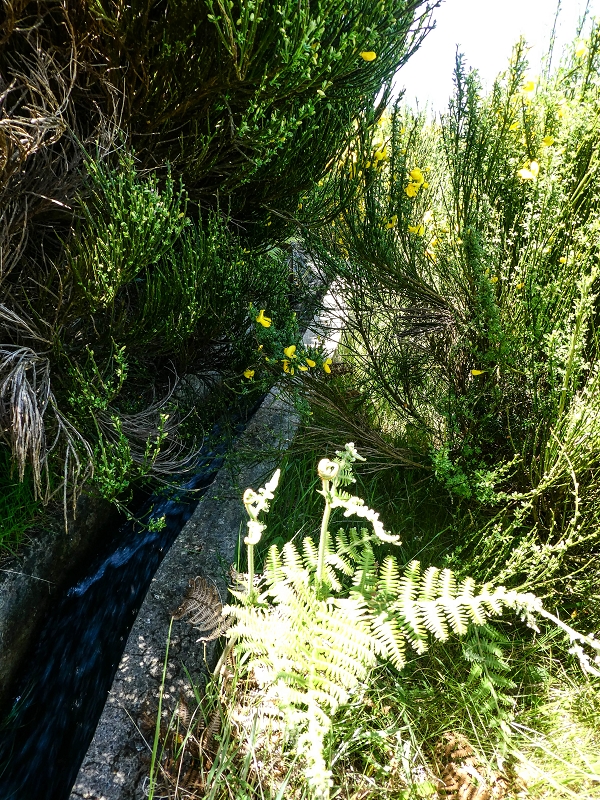 15.05.2019 Endlich mal zum Stonehenge, mit weiteren Levadaerforschungen — Auf der Levada da Serra zur Abbruchstelle und zurück zum Weg — Foto 4