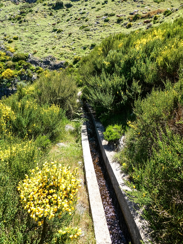 15.05.2019 Endlich mal zum Stonehenge, mit weiteren Levadaerforschungen — Auf der Levada da Serra zur Abbruchstelle und zurück zum Weg — Foto 9