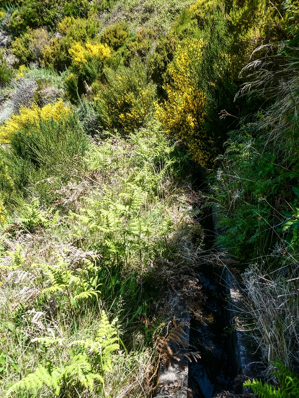 15.05.2019 Endlich mal zum Stonehenge, mit weiteren Levadaerforschungen — Auf der Levada da Serra zur Abbruchstelle und zurück zum Weg — Foto 21