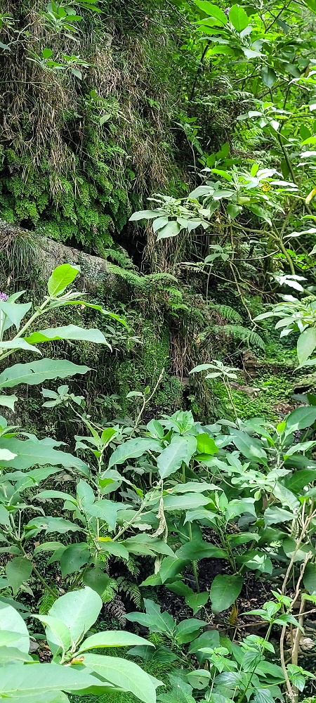Levada dos Cardais — The stream crossing, partly bypassed — photo 6