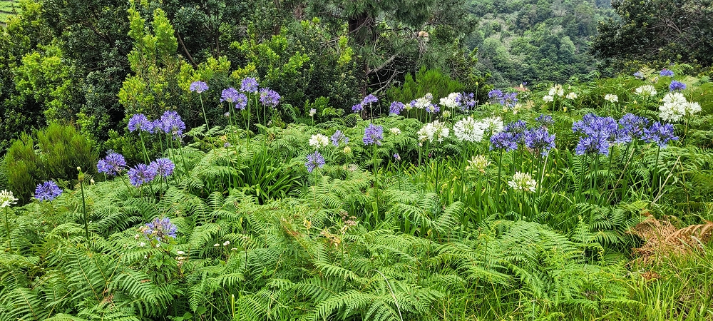 Levada da Achada do Beirão — Weiter auf schmalen Mäuerchen und durch grüne Felder — Foto 13