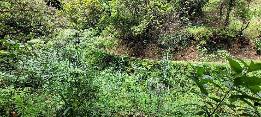 Levada dos Cardais — The stream crossing, partly bypassed — photo 9