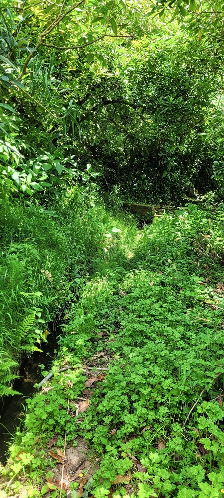 Levada dos Cardais — On towards the access road to the Capela — photo 1