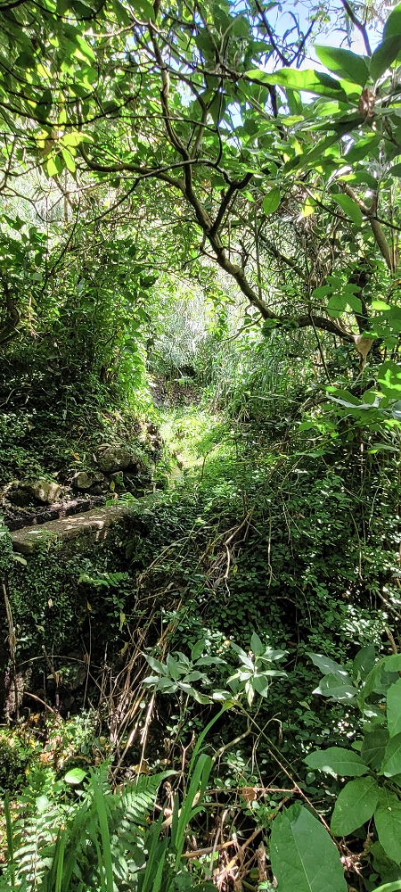 Levada dos Cardais — Madre in the Ribeiro dos Salto — photo 15