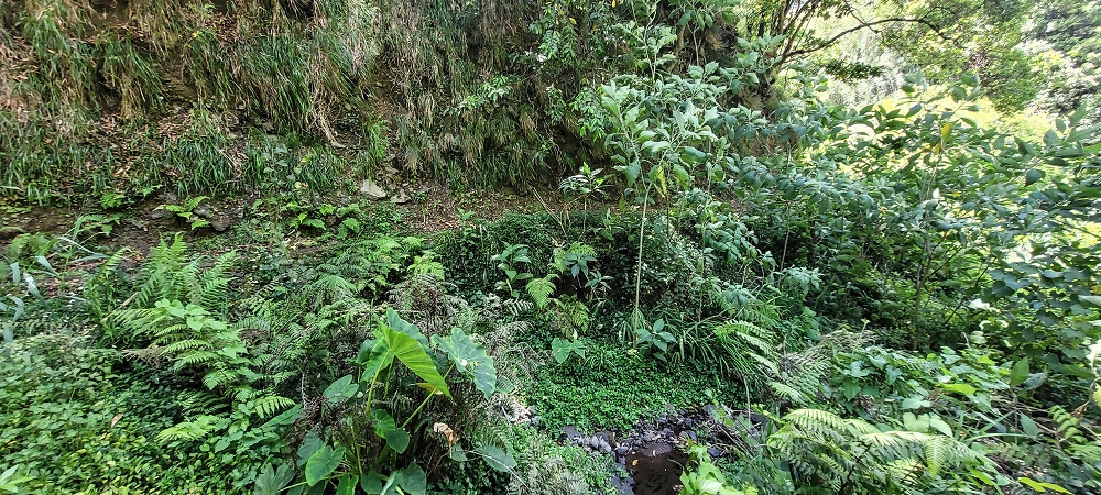 Levada dos Cardais — Madre in the Ribeiro dos Salto — photo 5