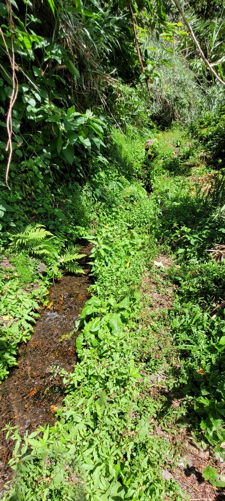 Levada dos Cardais — Madre in the Ribeiro dos Salto — photo 1