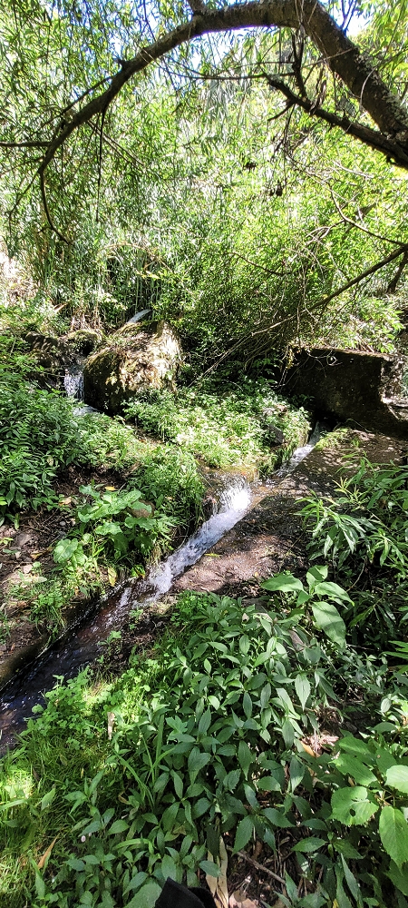 Levada dos Cardais — Madre in the Ribeiro dos Salto — photo 1