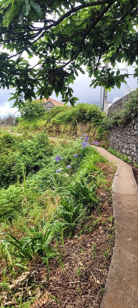 Levada da Achada do Beirão — Die Levadateilung — Foto 1