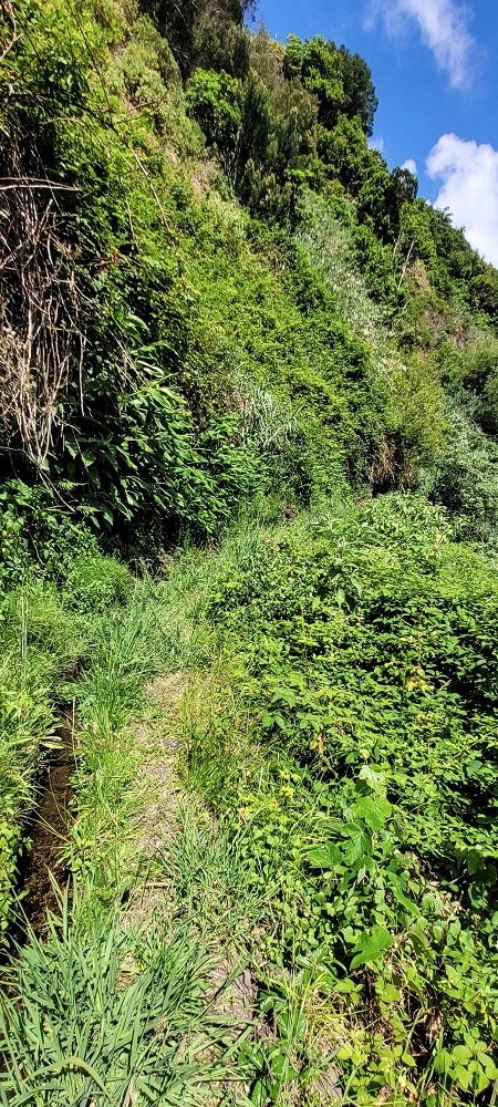 Levada dos Cardais — As far as the Ribeiro do Salto — photo 2