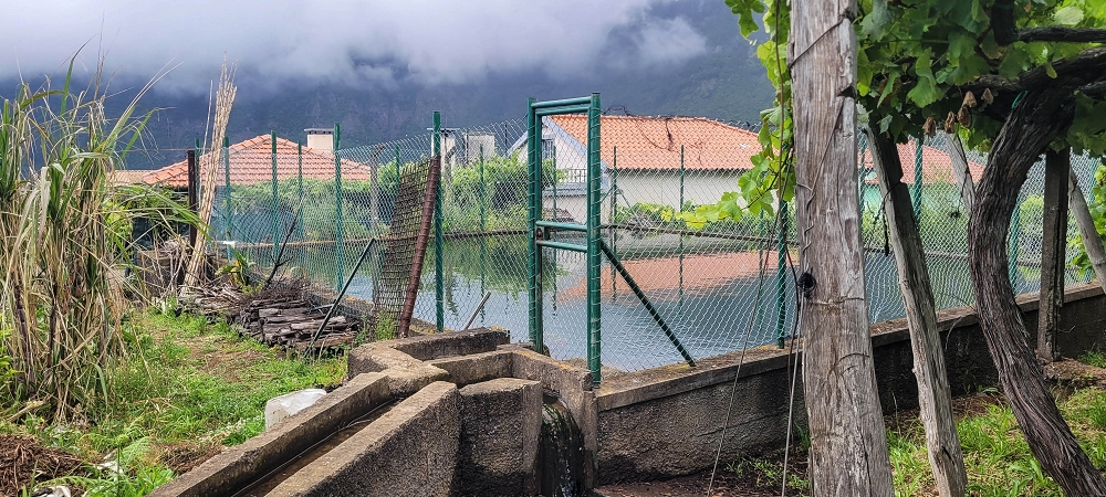 Levada da Achada do Beirão — Weiter bis zum Ende des Hauptastes — Foto 4