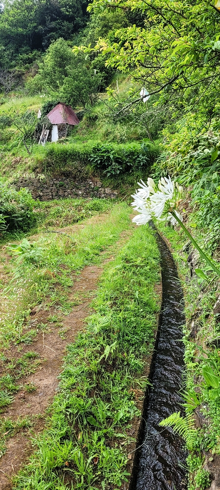 Levada da Achada do Beirão — Weiter auf schmalen Mäuerchen und durch grüne Felder — Foto 3
