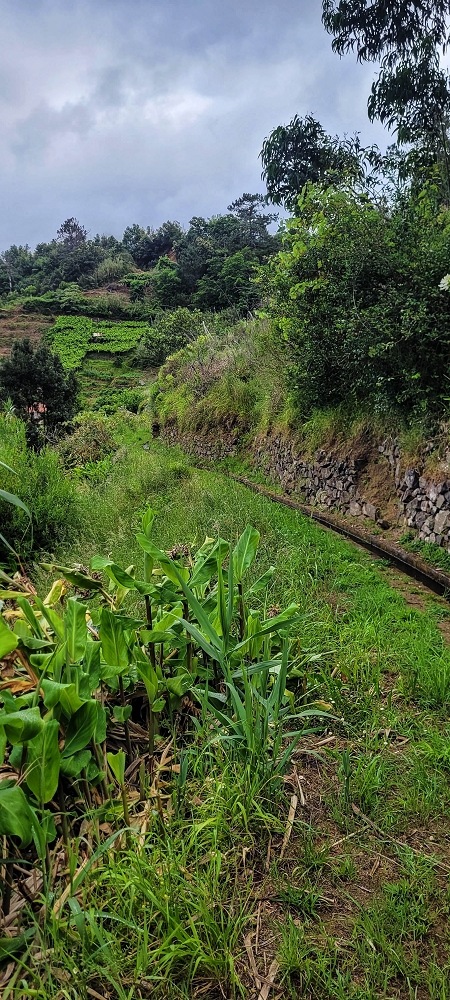 Levada da Achada do Beirão — Weiter auf schmalen Mäuerchen und durch grüne Felder — Foto 4