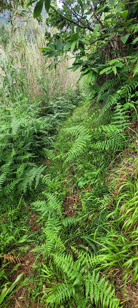 15 May 2022 Big loop in the eastern São Vicente valley — Valley crossing and ascent to Achadinha — photo 3
