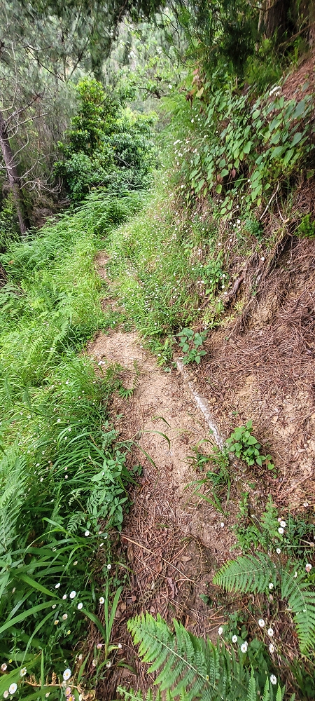 15 May 2022 Big loop in the eastern São Vicente valley — Valley crossing and ascent to Achadinha — photo 6