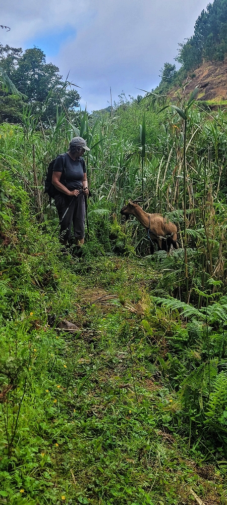 15 May 2022 Big loop in the eastern São Vicente valley — Valley crossing and ascent to Achadinha — photo 9