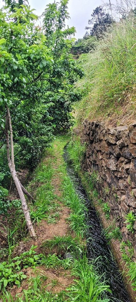 Levada da Achada do Beirão — Weiter auf schmalen Mäuerchen und durch grüne Felder — Foto 5