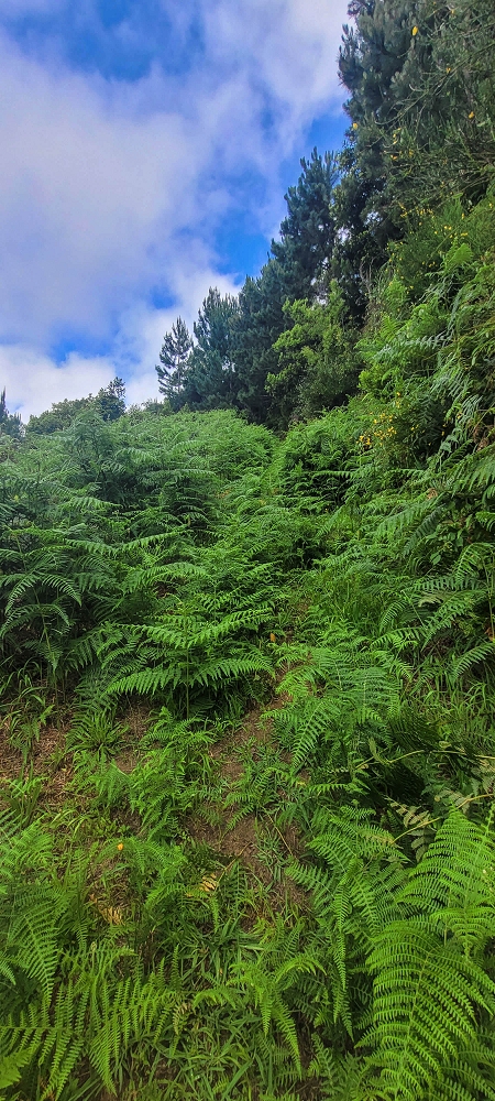15 May 2022 Big loop in the eastern São Vicente valley — Valley crossing and ascent to Achadinha — photo 15