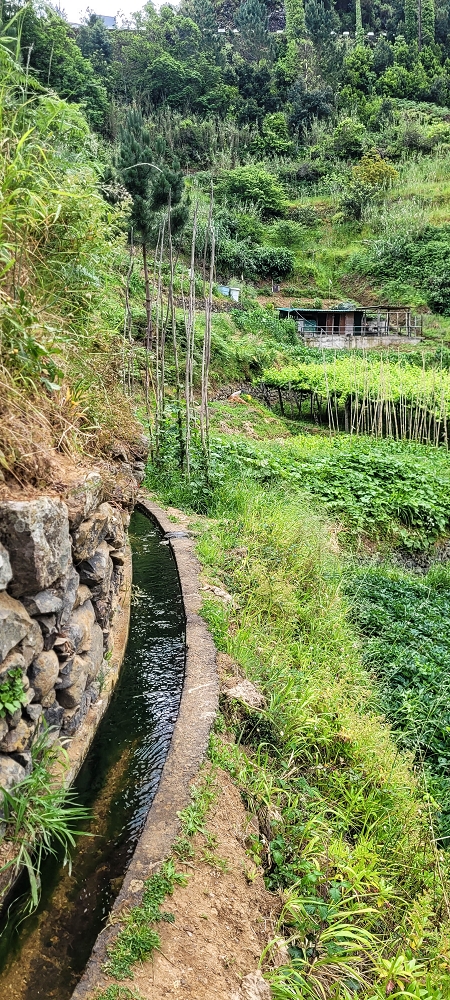 Levada da Achada do Beirão — Weiter auf schmalen Mäuerchen und durch grüne Felder — Foto 6
