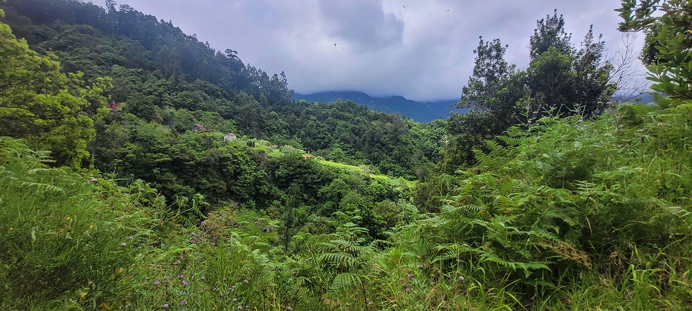 15 May 2022 Big loop in the eastern São Vicente valley — On the scenic Caminho Pé da Rocha — photo 12